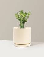 Euphorbia Mint Cream