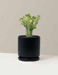 Euphorbia Mint Cream