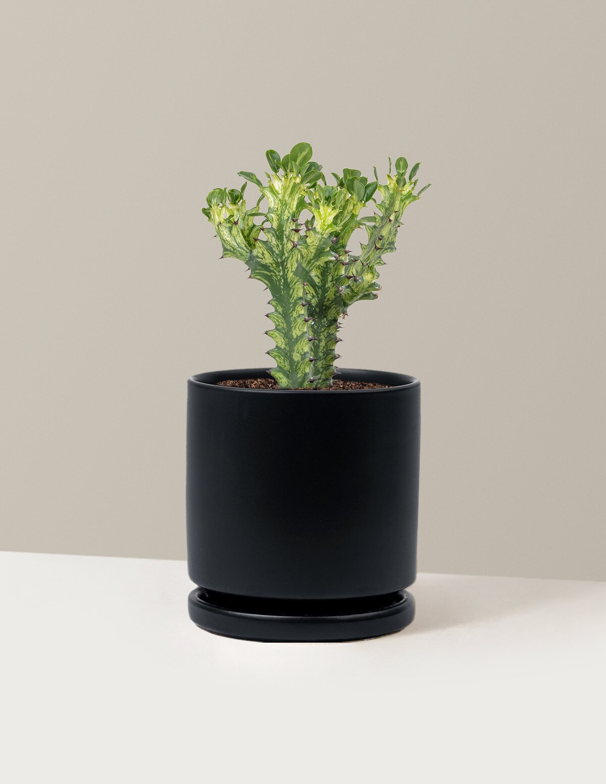 Euphorbia Mint Cream
