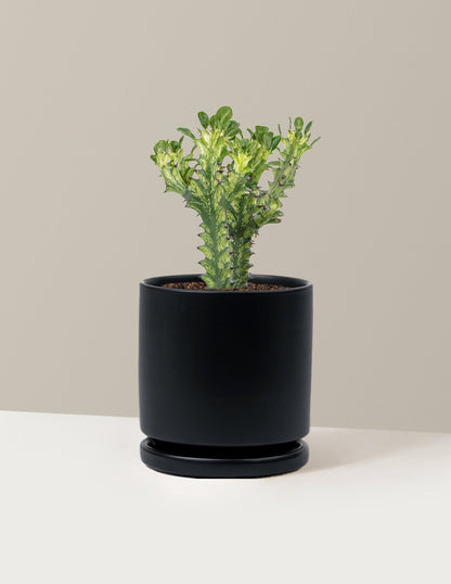 Euphorbia Mint Cream
