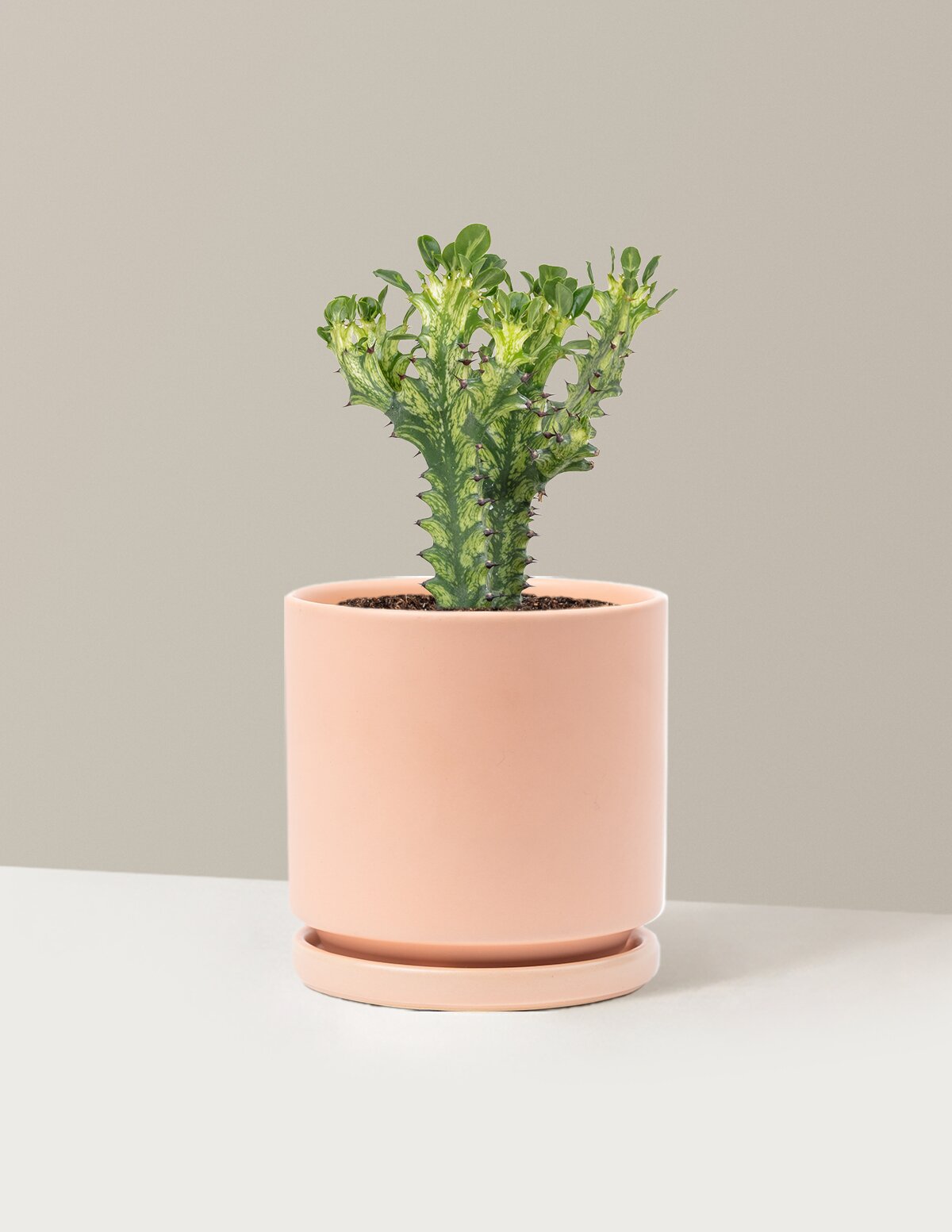Euphorbia Mint Cream