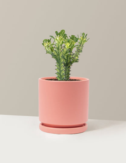 Euphorbia Mint Cream