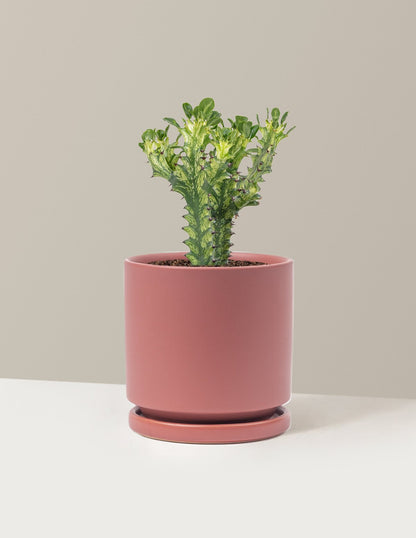 Euphorbia Mint Cream