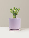 Euphorbia Mint Cream