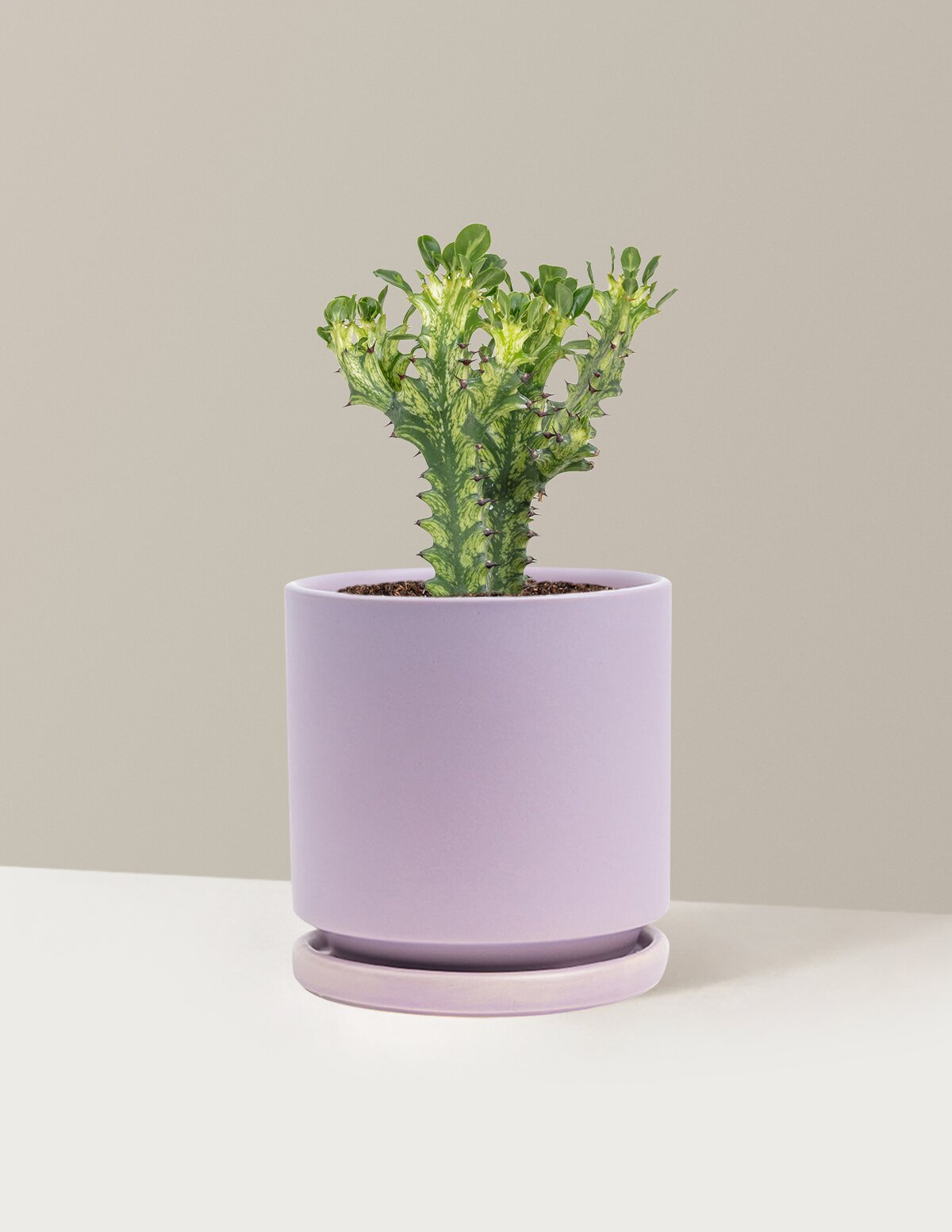 Euphorbia Mint Cream