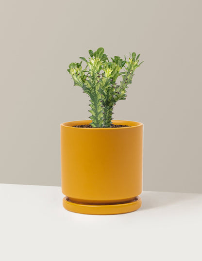 Euphorbia Mint Cream