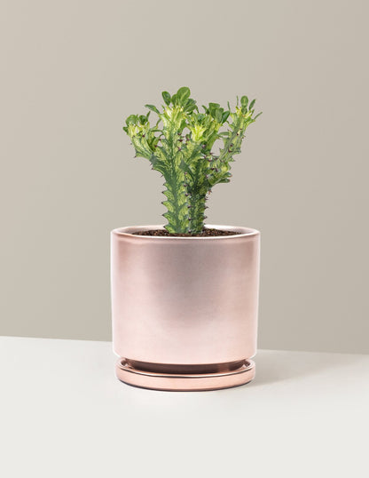 Euphorbia Mint Cream