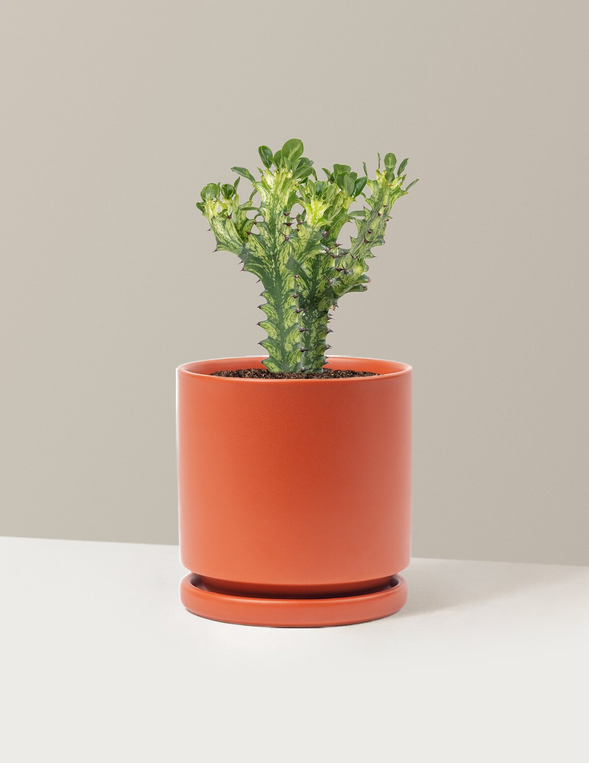 Euphorbia Mint Cream