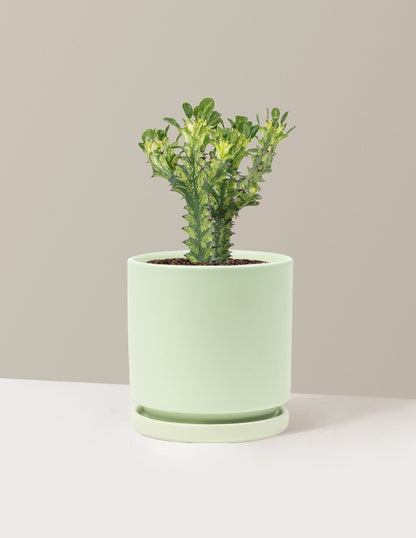 Euphorbia Mint Cream
