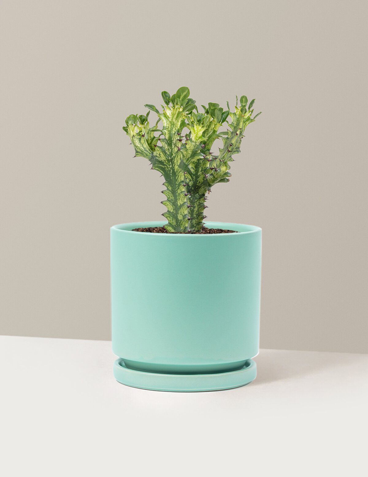 Euphorbia Mint Cream