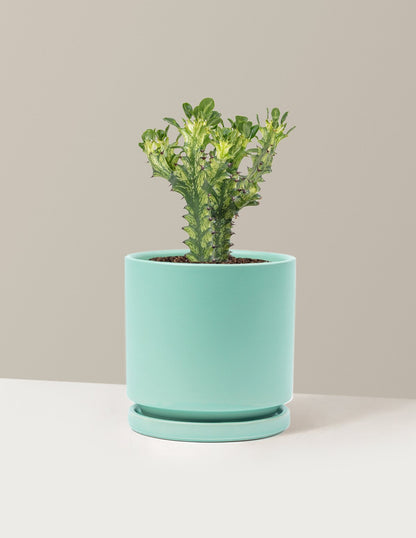 Euphorbia Mint Cream