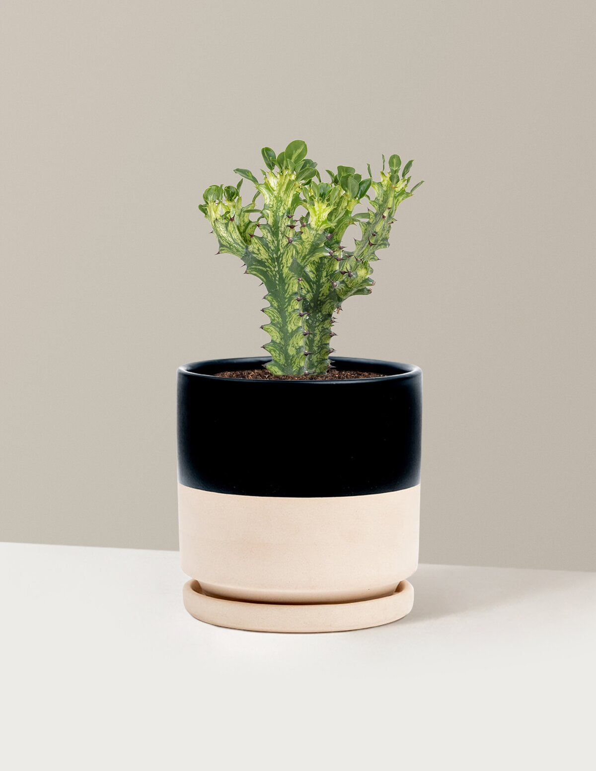 Euphorbia Mint Cream