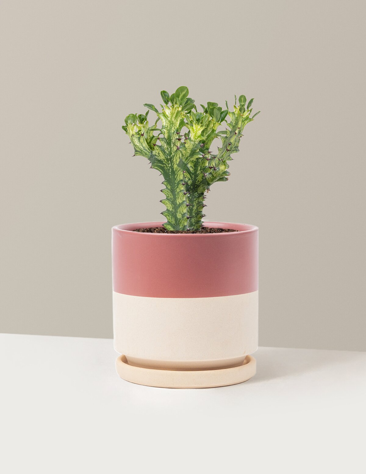Euphorbia Mint Cream