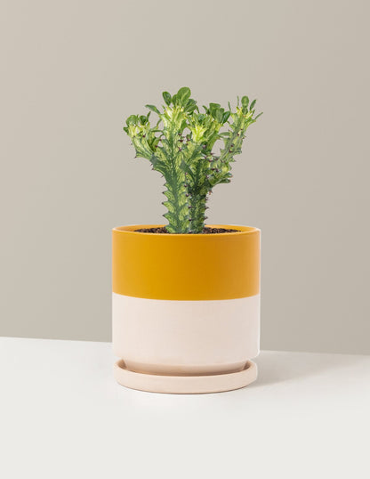 Euphorbia Mint Cream