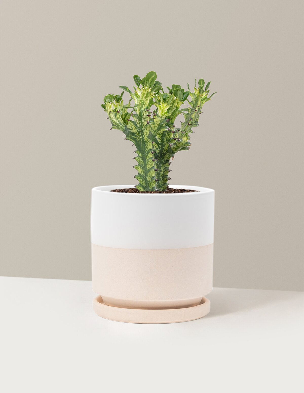 cream plant pot Euphorbia Mint Cream Houseplant with Planter - Medium (10-12" tall) Top Half Dusty Rose Planter