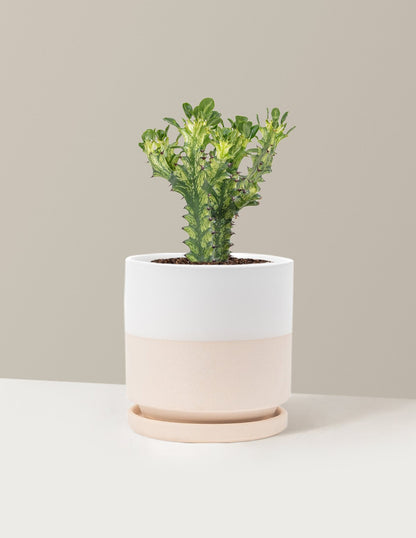 Euphorbia Mint Cream