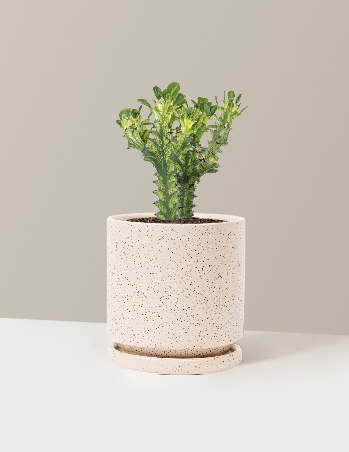 Euphorbia Mint Cream