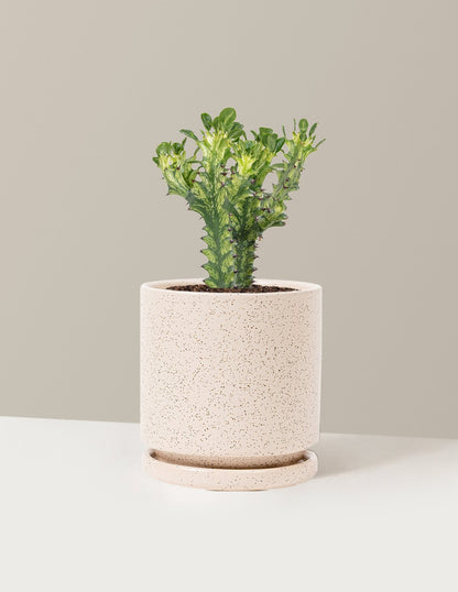 Euphorbia Mint Cream