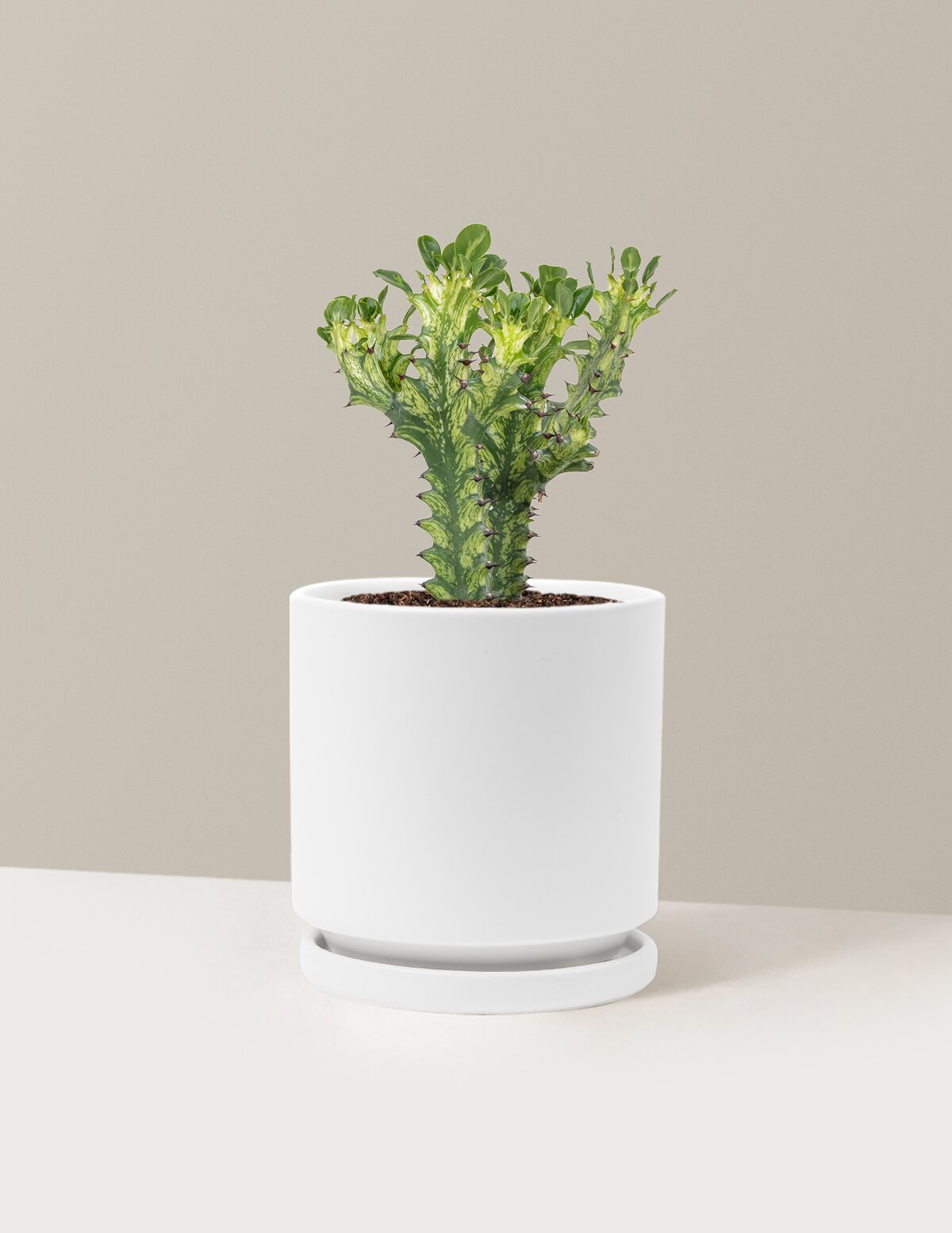 Euphorbia Mint Cream
