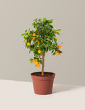 bundle | 1 Gallon | Grow Pot