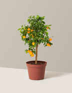 bundle | 1 Gallon | Grow Pot