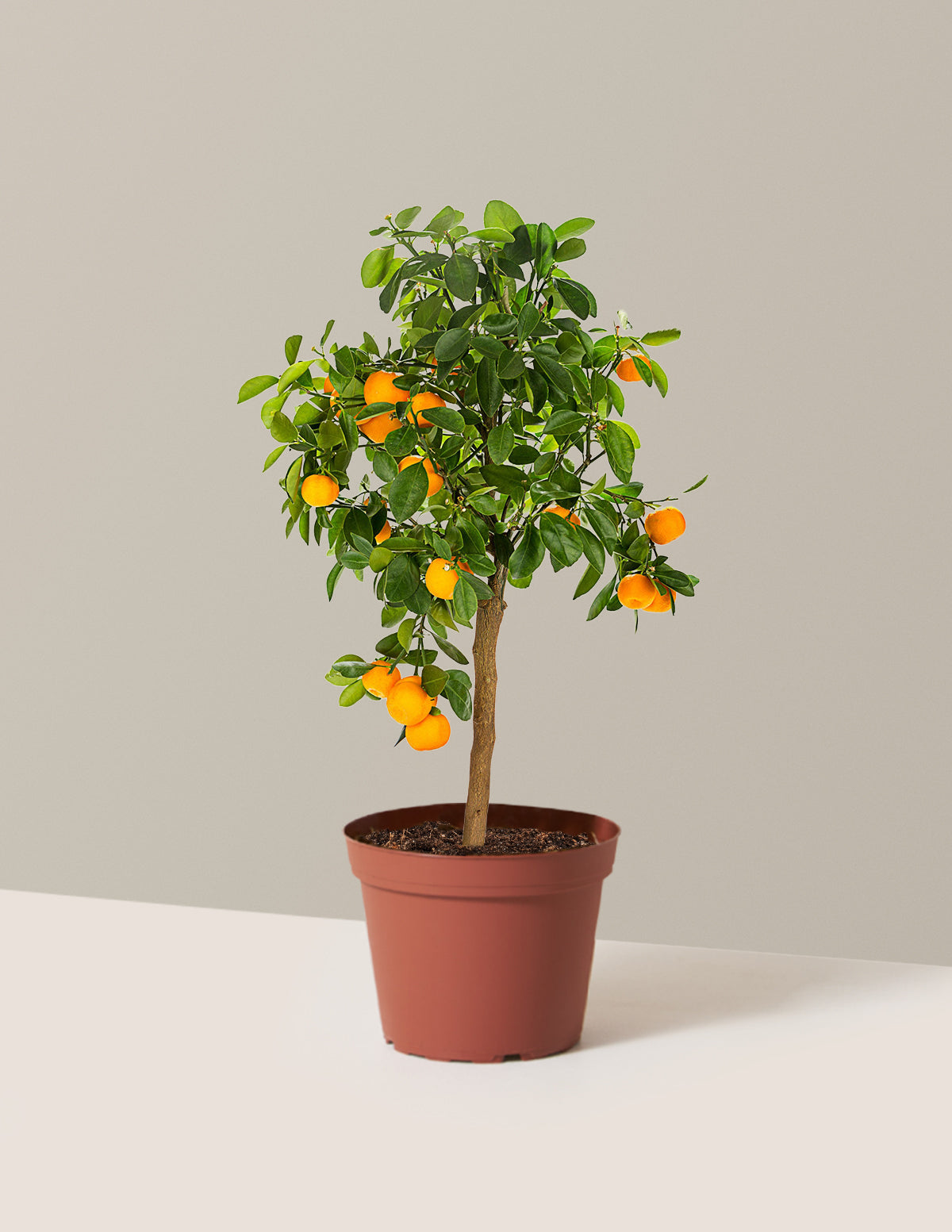 Calamondin Orange Bush