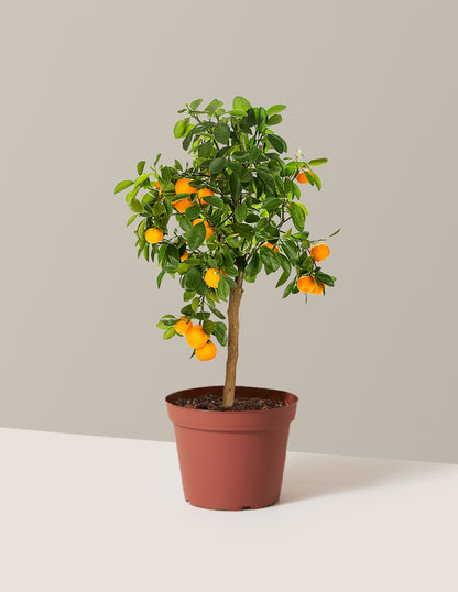 Calamondin Orange Bush