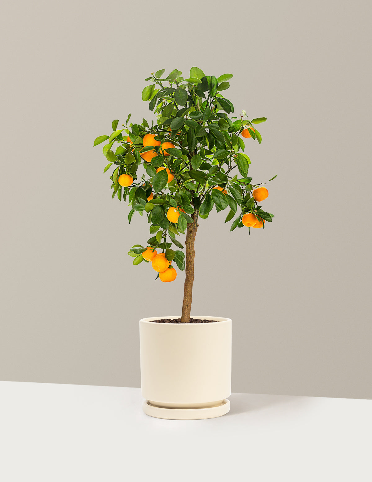 Calamondin Orange Bush