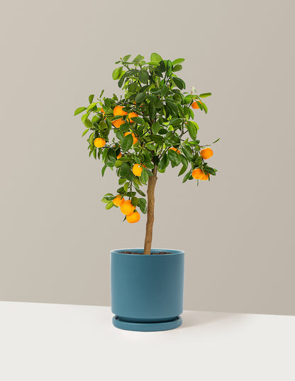 Calamondin Orange Bush