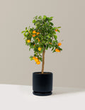 Calamondin Orange Bush