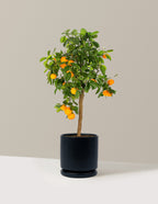 Calamondin Orange Bush