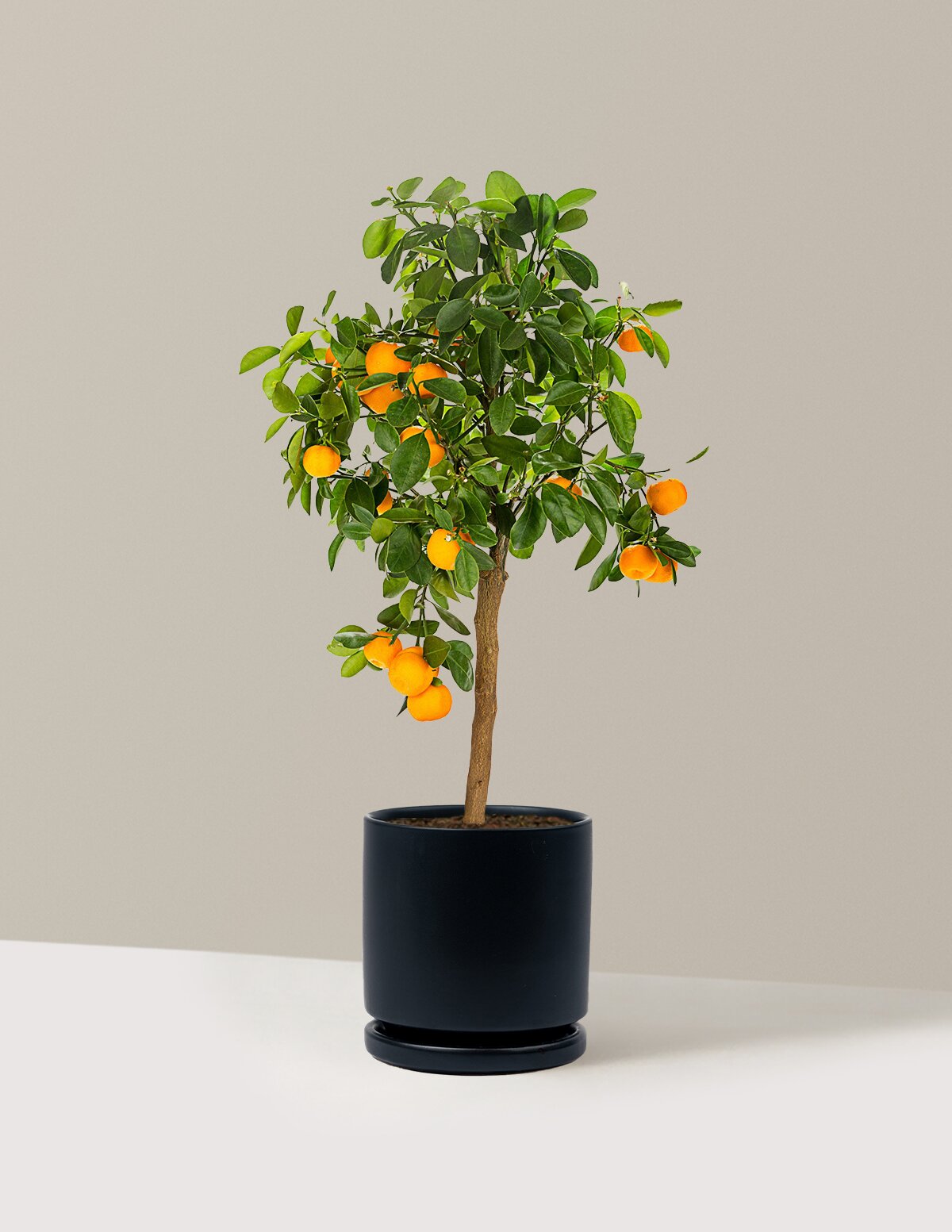 Calamondin Orange Bush