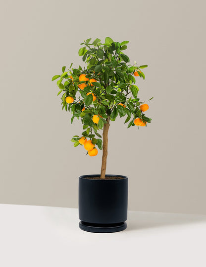 Calamondin Orange Bush