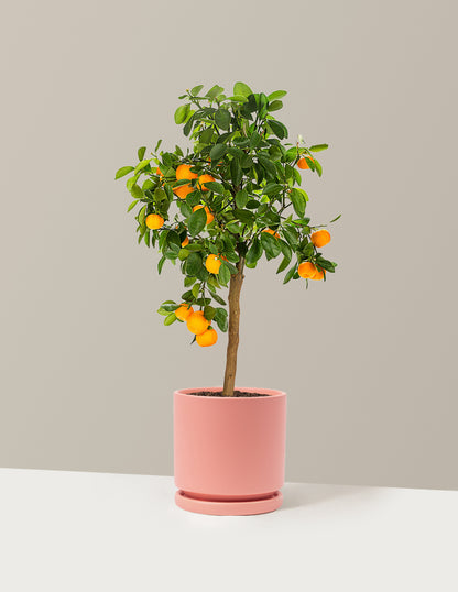 Calamondin Orange Bush