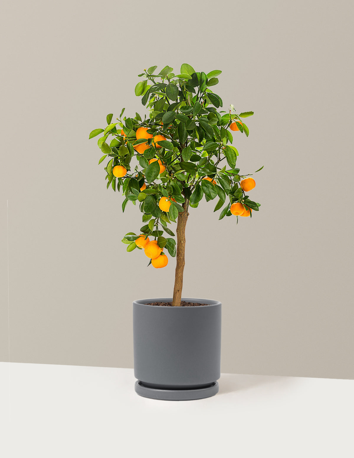 indoor calamondin tree Calamondin Orange Bush