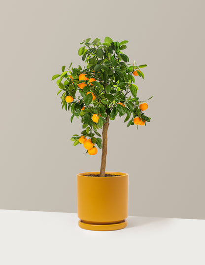Calamondin Orange Bush