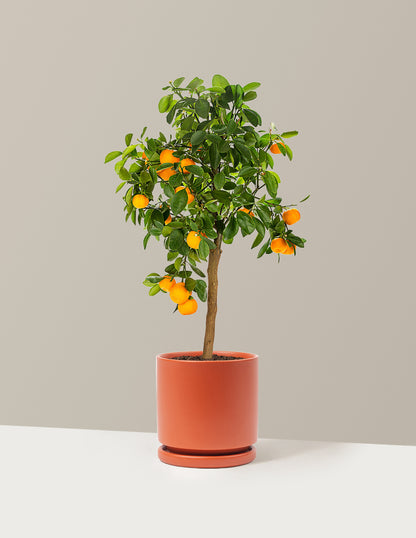 Calamondin Orange Bush