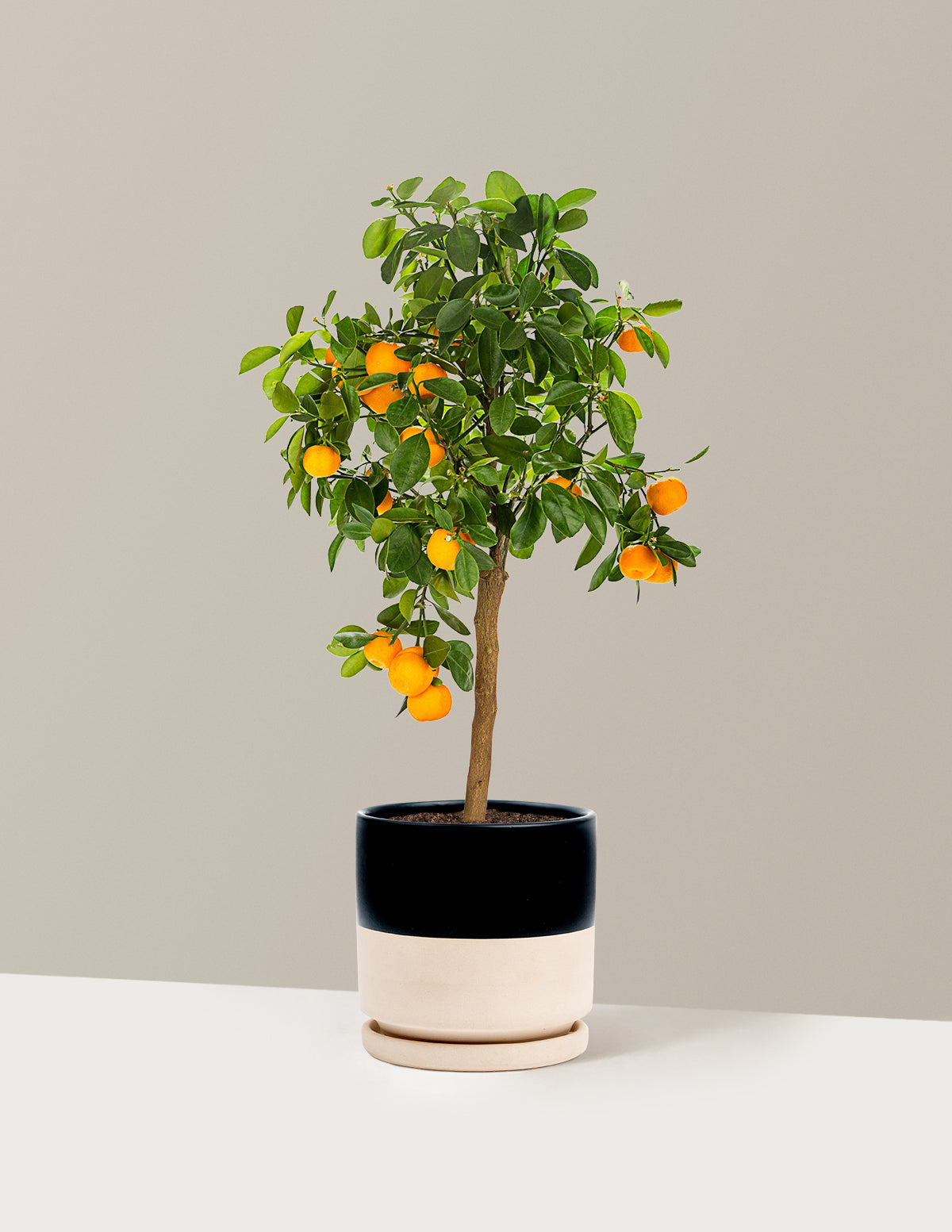 Calamondin Orange Bush