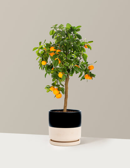 Calamondin Orange Bush