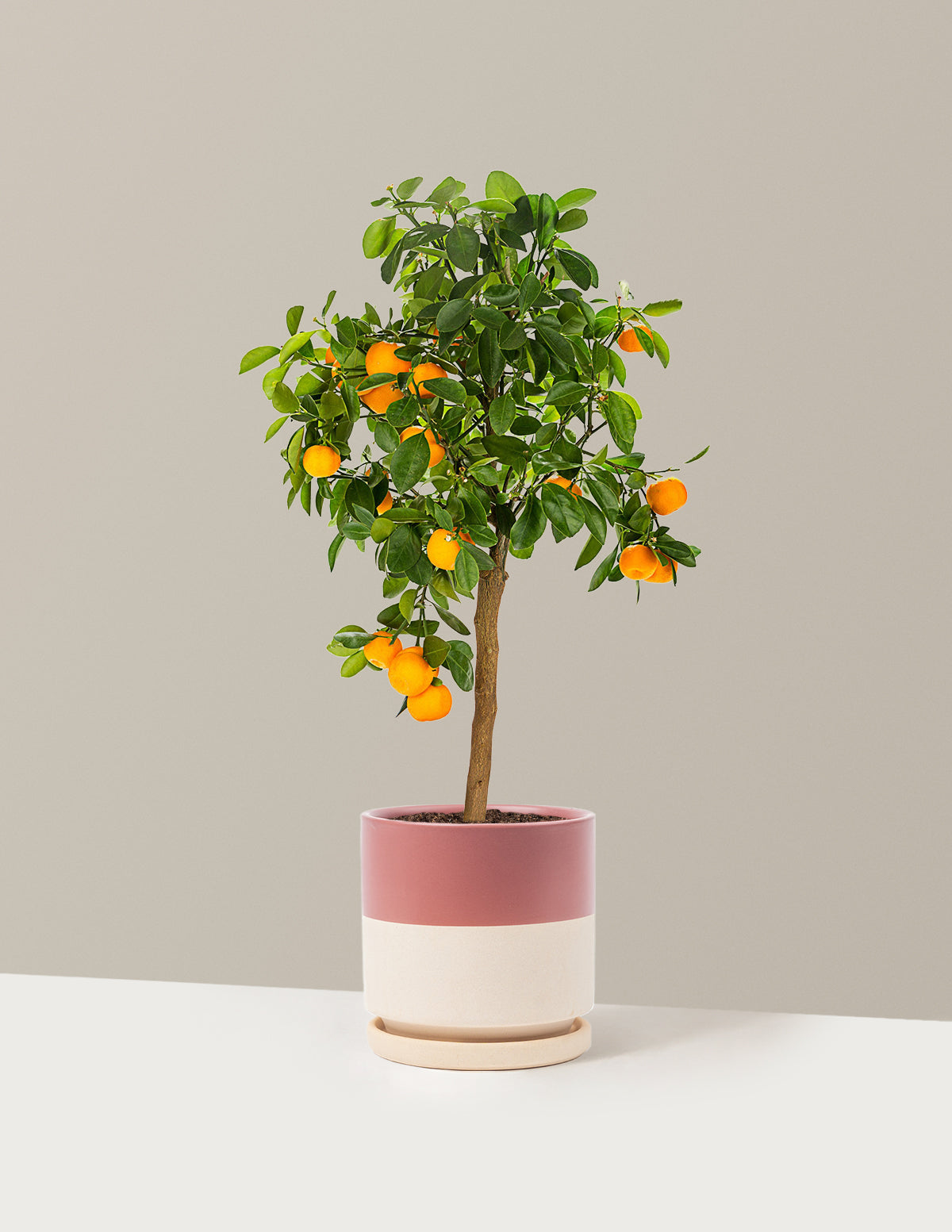 The Sill Calamondin Orange Bush