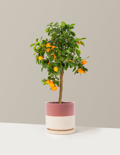 Calamondin Orange Bush