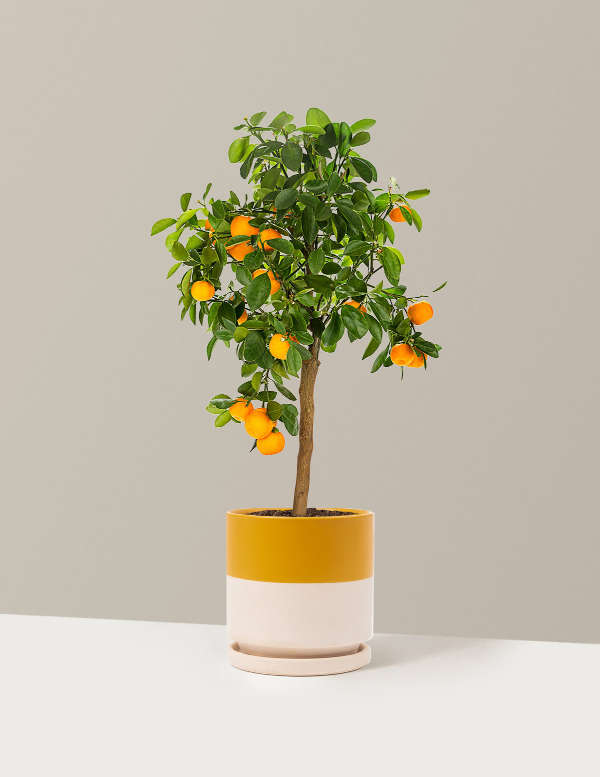 Calamondin Orange Bush