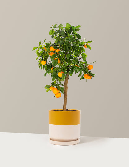 Calamondin Orange Bush
