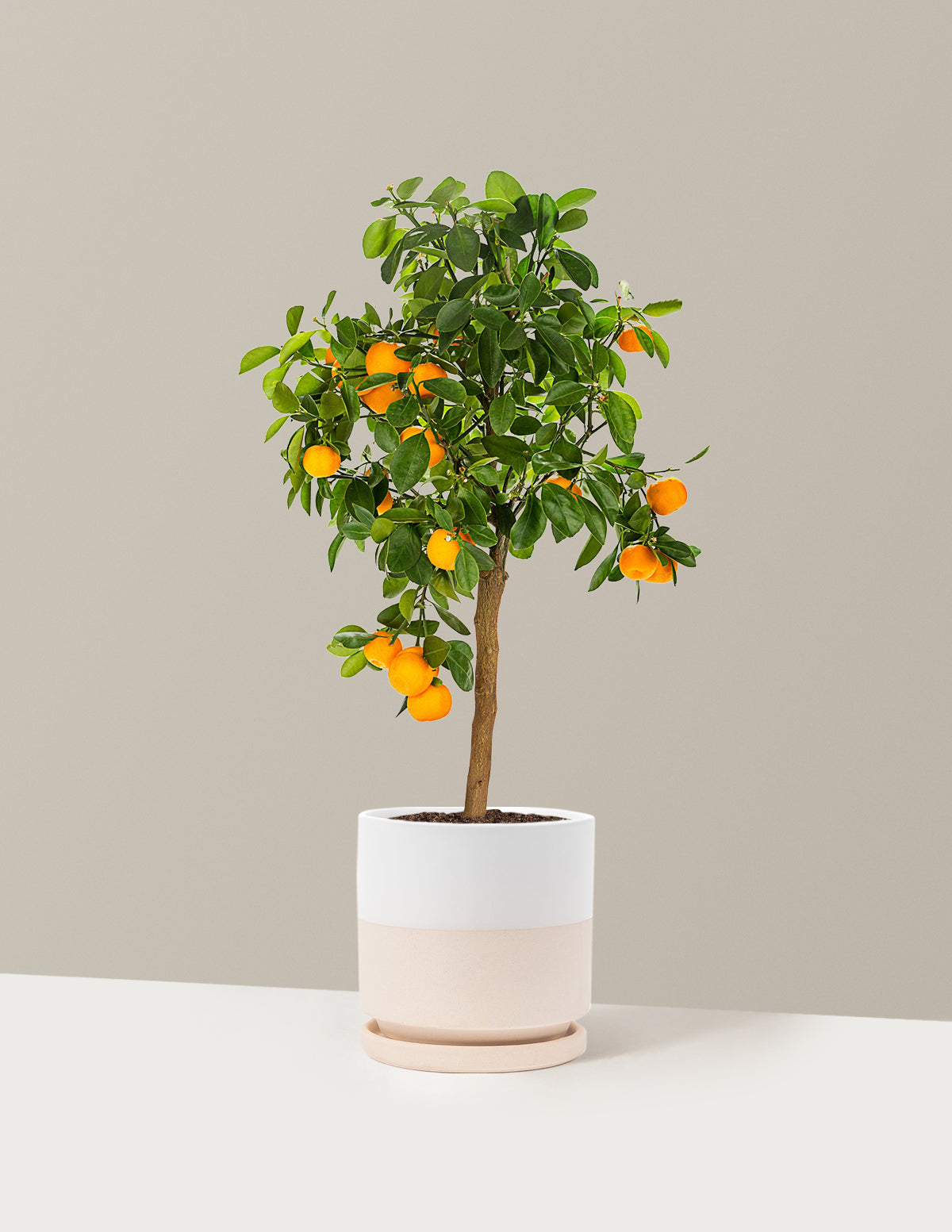 bundle | 1 Gallon | Isabella | Top Half White
