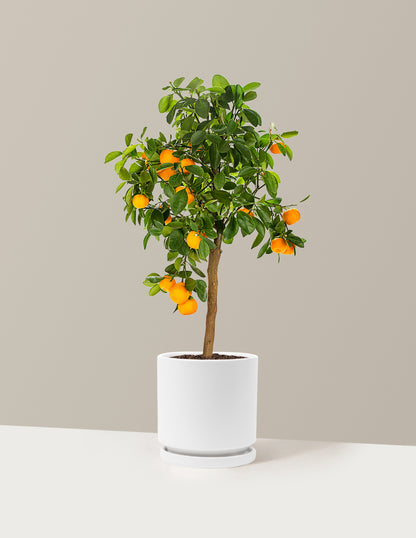 Calamondin Orange Bush