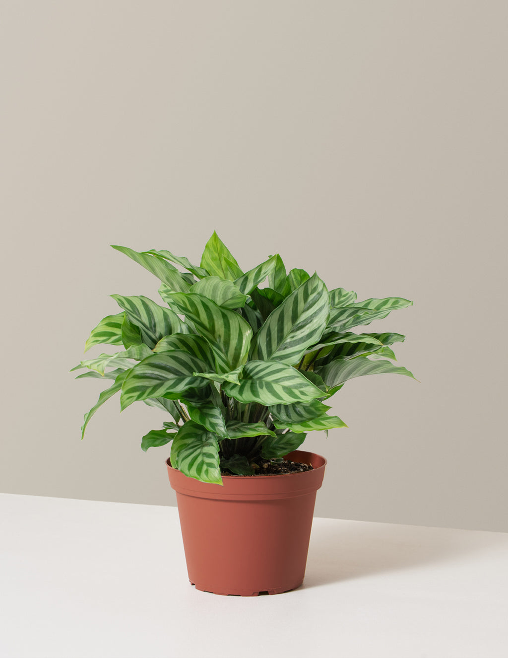 bundle | Medium | Grow Pot