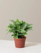 bundle | Medium | Grow Pot