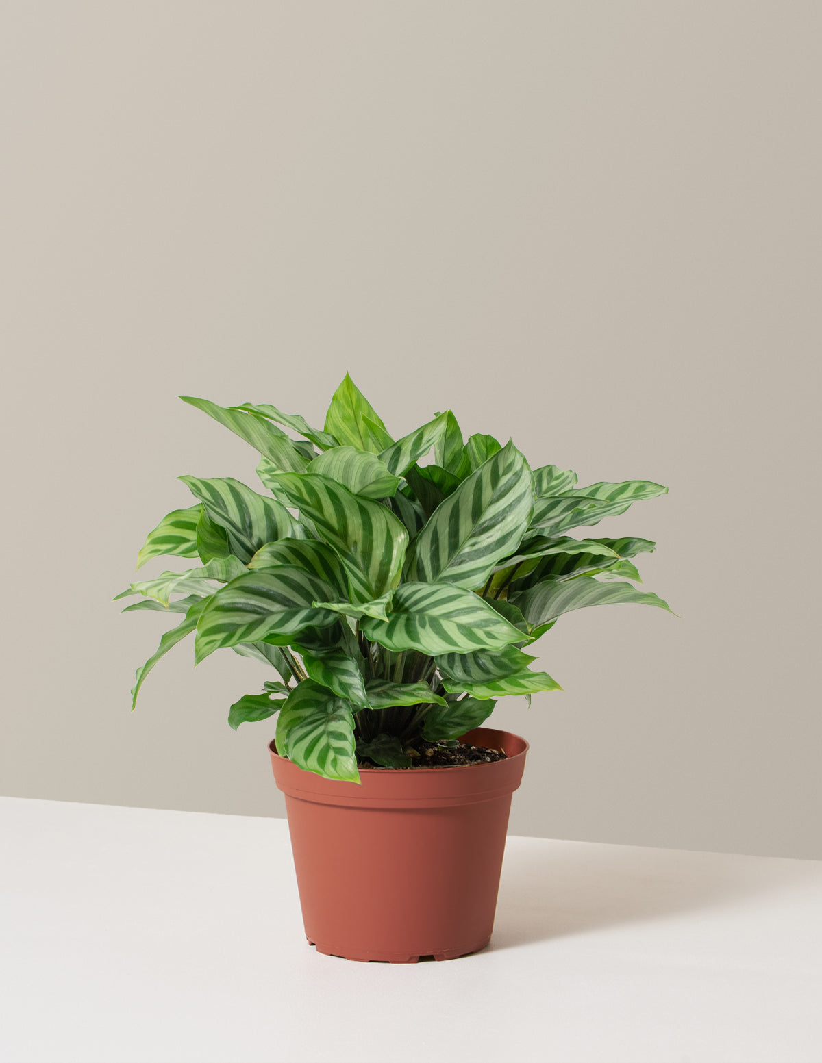 bundle | Medium | Grow Pot