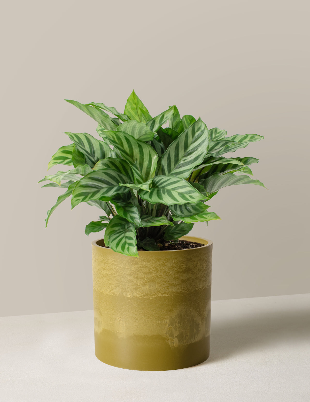Calathea Freddie Prayer Plant | Houseplants Safe for Pets Delivery