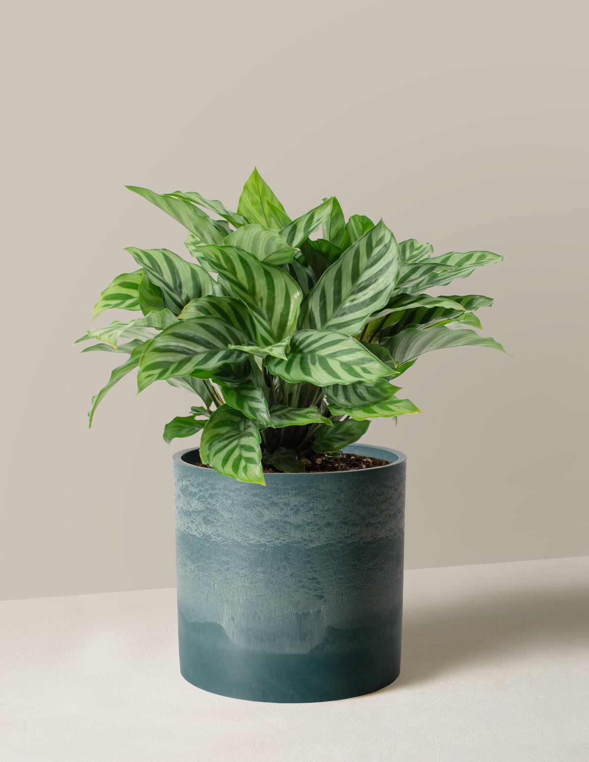 calathea freddie prayer plant Calathea Freddie